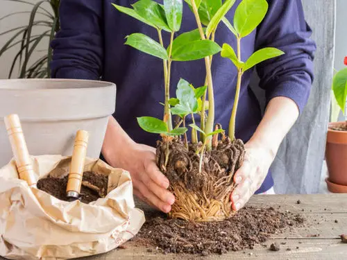 Repot Using New Soil