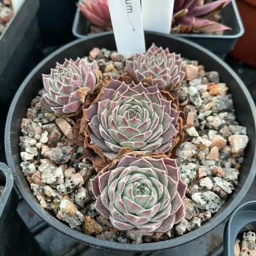 Types of Sempervivums 11
