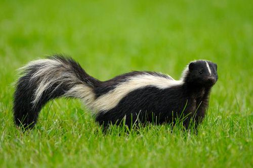 Deter Skunks