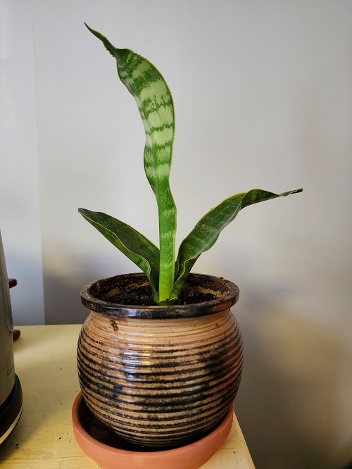 Snake plant slow growth