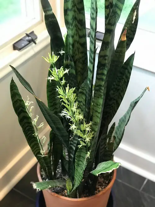 How Long Do Snake Plant Blooms Last