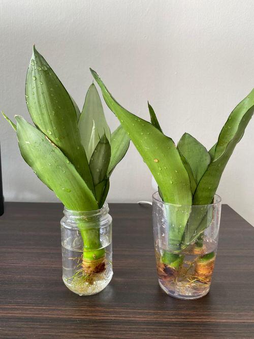Requirements for Growing Snake Plants in Water