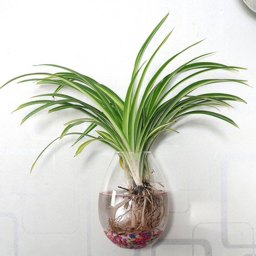 best Plants You Could Grow in a Water Garden Indoors
