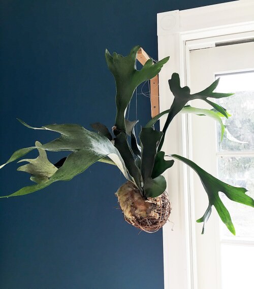 hanging Best Indoor Ferns