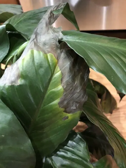 Abnormal Dark Green Foliage