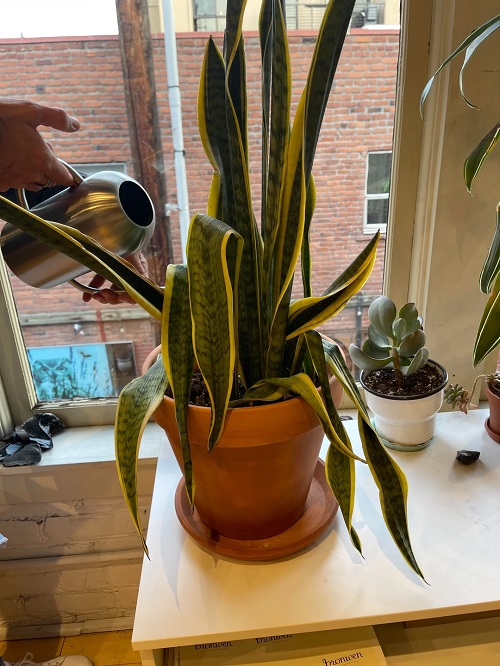 5 Sure Shot Signs of Underwatered Plants