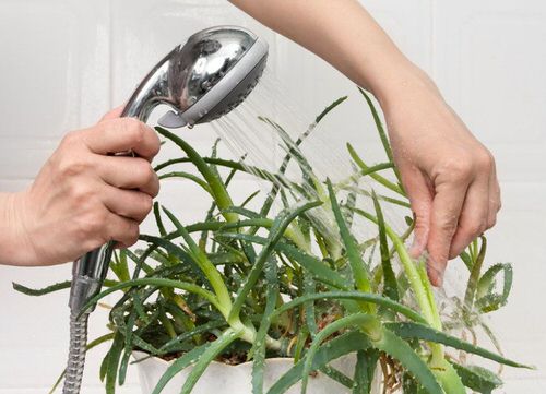 Tips to Clean Your Houseplants