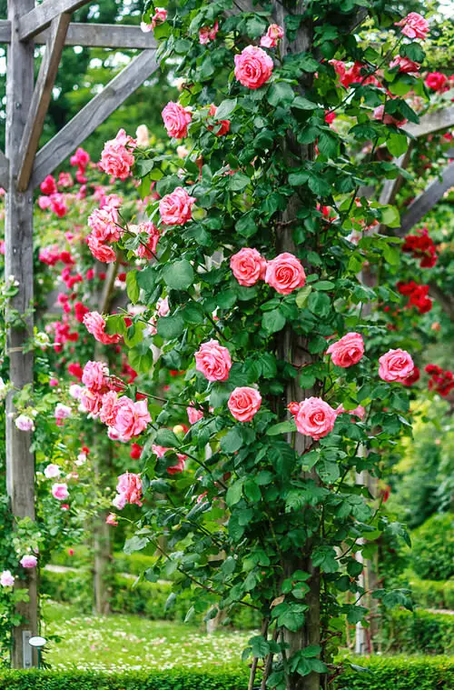 Fast-growing Flowering Vines trellis