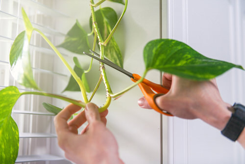 Pothos from Cuttings