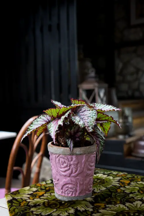 How to Propagate Rex Begonias From Leaf Cuttings 2