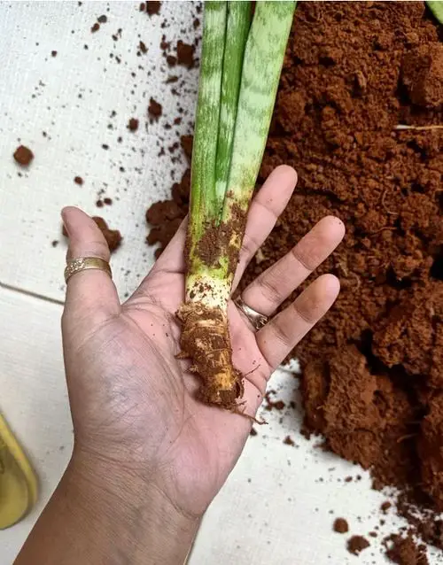 Common Snake Plant Problems and How to Fix Them