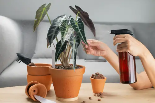 DIY Leaf Shiner Recipes for Lush & Glossy Houseplants