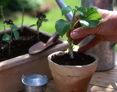 Cut Flower Plants You Can Regrow 01