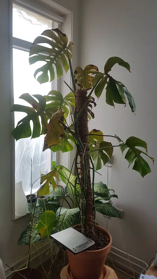 Monstera Leaves Turning Yellow