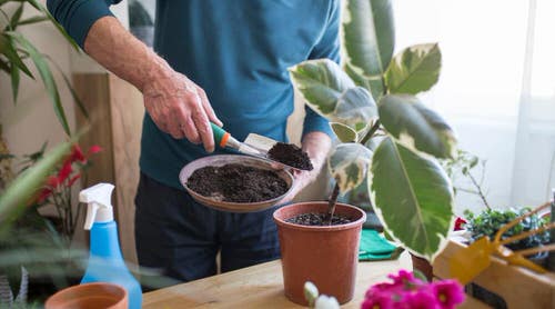 Reasons for Houseplant Leaves Getting Yellow and How to Save Them