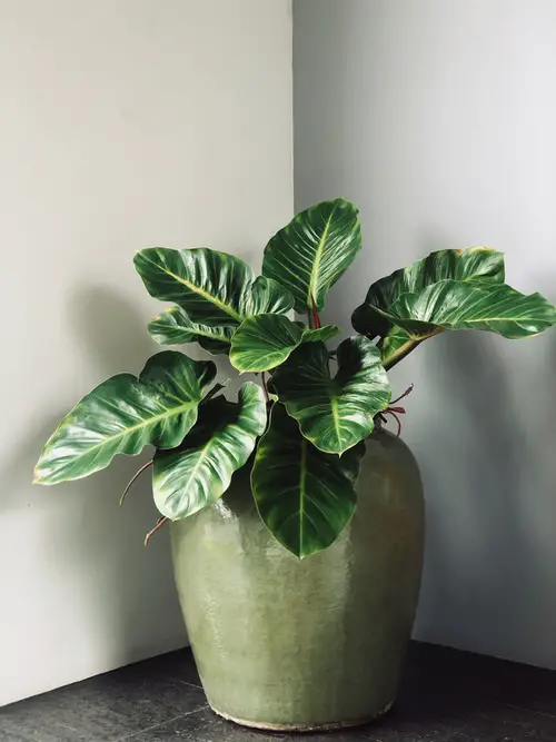 Advantages of Using Epsom Salt for Houseplants