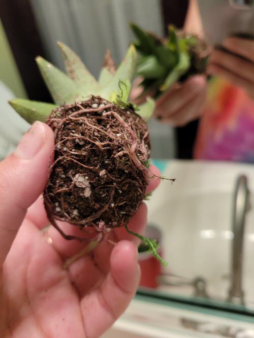 Scratch Rootballs