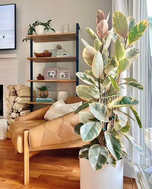 Rubber Plant Care