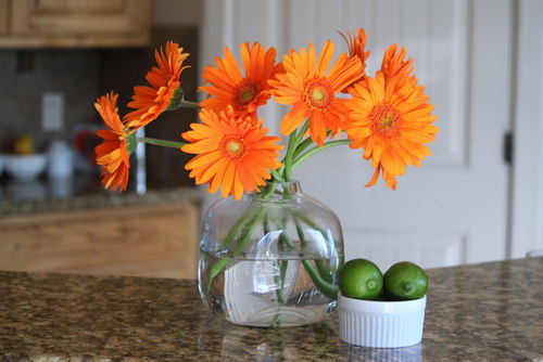 Cut Flower Plants You Can Regrow 09