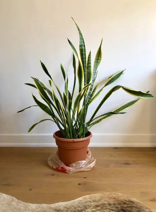 How to fix snake plant common problems 10