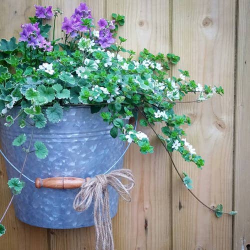 Stunning Indoor Alternatives for English Ivy