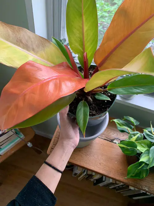 How this Simple Trick Helps the Plants