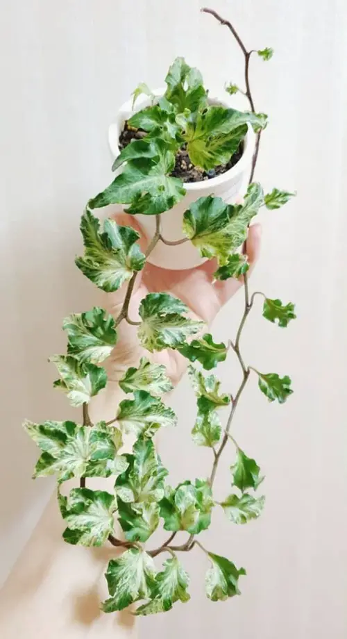 Gorgeous Indoor Options for English Ivy