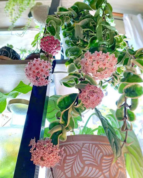 beautiful Types and Species of Hoya