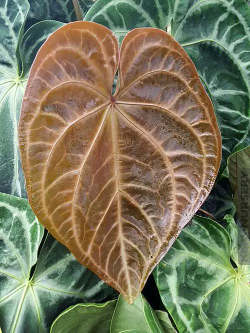 Indoor Arrangements of Vibrant New Growth
