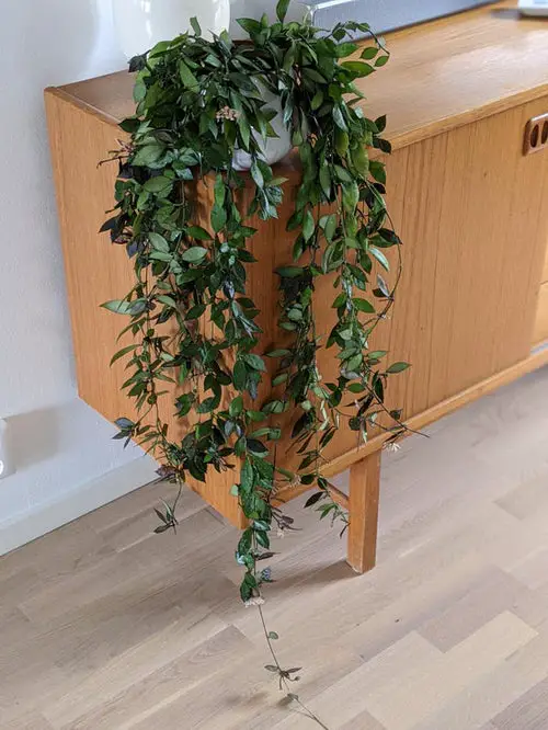 Smell Like Cinnamon plant indoor