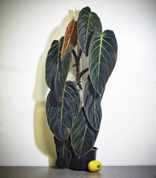 beautiful Indoor Arrangements of Vibrant New Growth