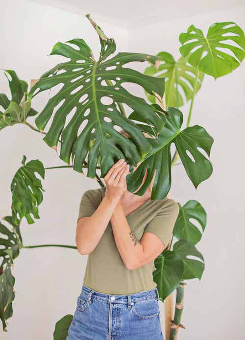 houseplant Plants' Leaves that are Bigger Than Your Head 16