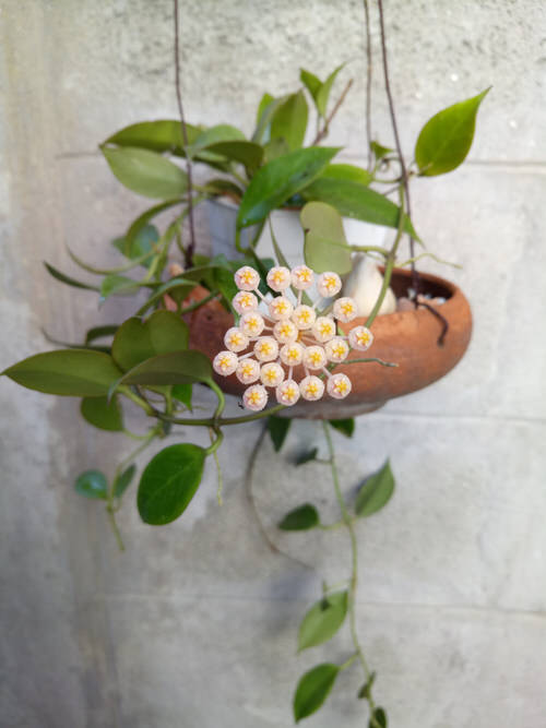 top Types and Species of Hoya