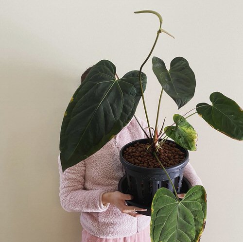 lovely  Stylish Houseplants with Big Leaves