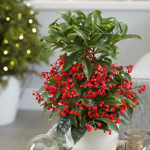 Houseplants for the Holiday Season