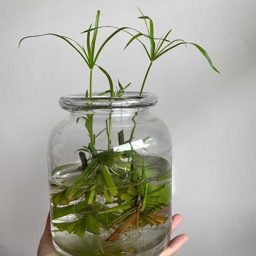 best Indoor Water Garden Plants You Can Grow