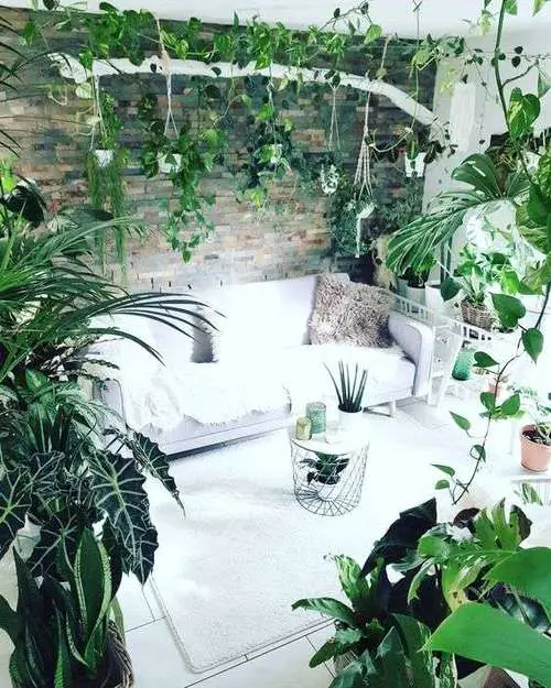 Living Room Full of Trailing and Variegated Plants