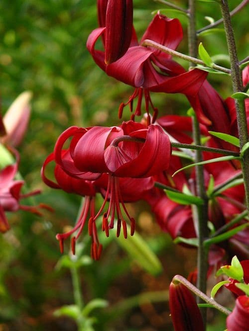 Amazing Jingle Bell Shaped Flowers