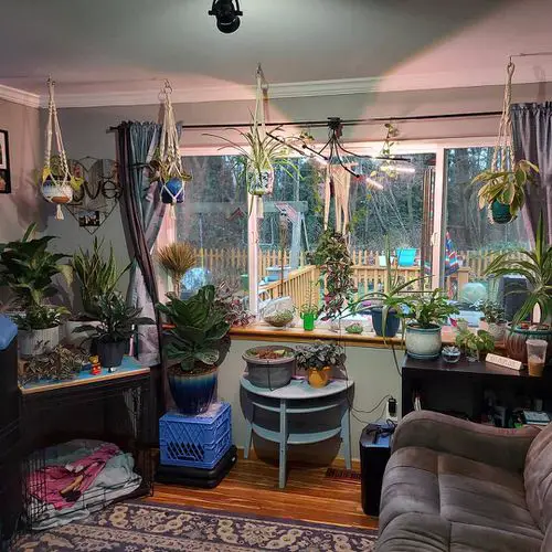 Indoor Garden by the Window