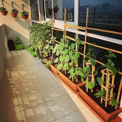 Design Tricks for Balcony Garden 16