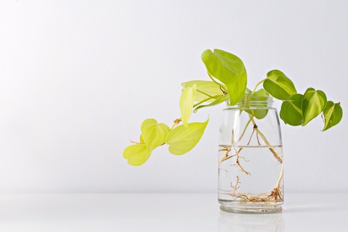 best Plants That You Can Keep in Your Indoor Water Garden
