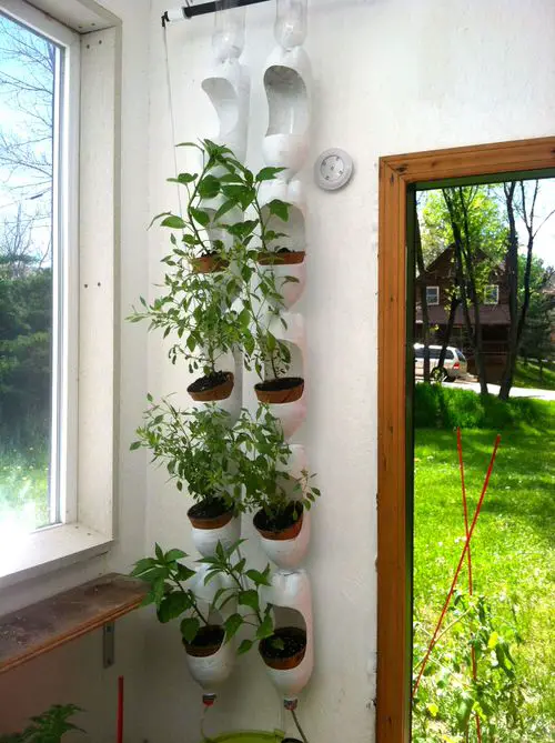 Herbs Hanging Soda Bottles