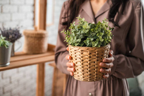 Tips to Pack your Plants on Flight 