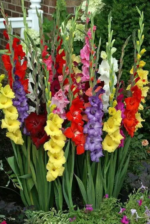 How to Grow Gladiolas Flower