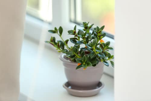 Goldfish Plant Care Indoors