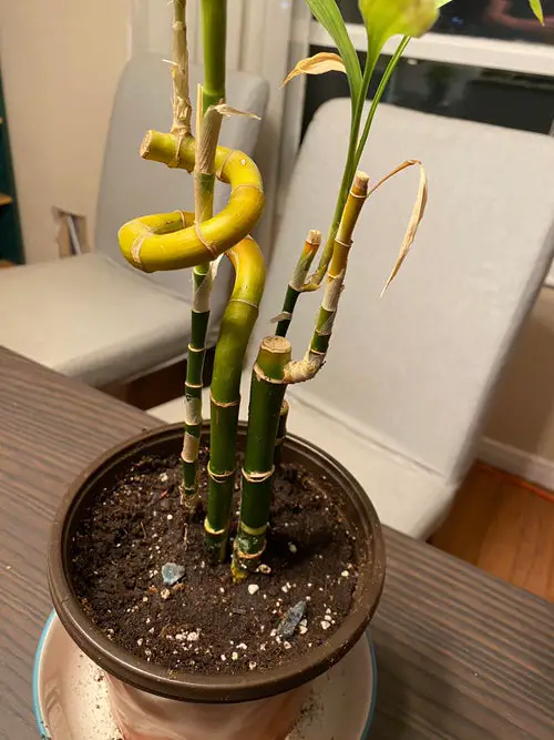 best Lucky Bamboo Turning Yellow Reason