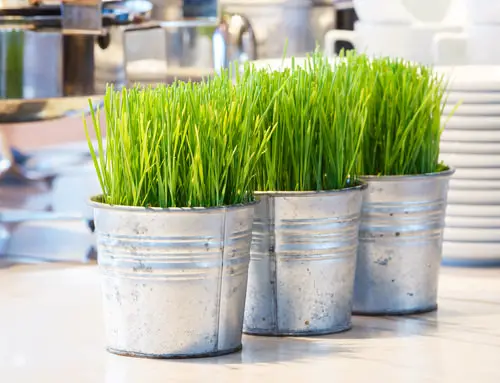 Grow Wheatgrass for 7 Days and Harvest It for Months With This Trick