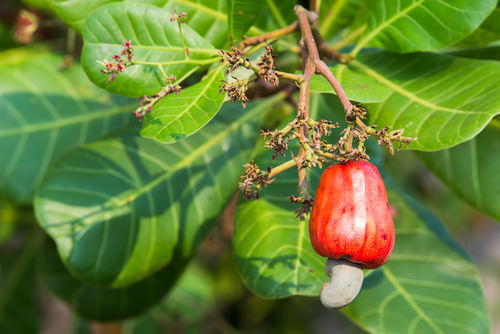 top Best Nuts You Can Grow in Pots