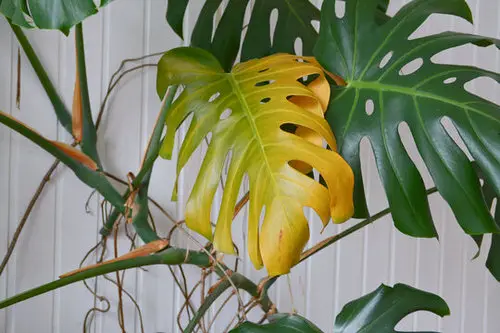 Monstera Leaves Turning Yellow