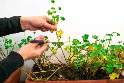 Houseplants Leaves Getting Yellow 2